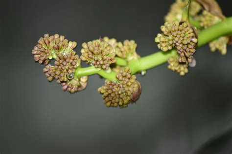 鐵樹開花好唔好|鐵樹開花好定唔好？